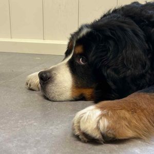 Therapiehund "Kalle"